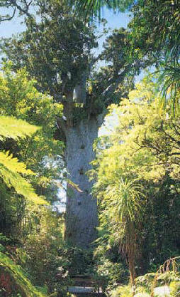 New Zealand Kauri